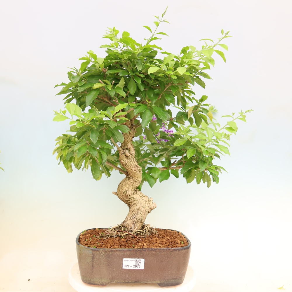 Zimmerbonsai - Duranta erecta Aurea