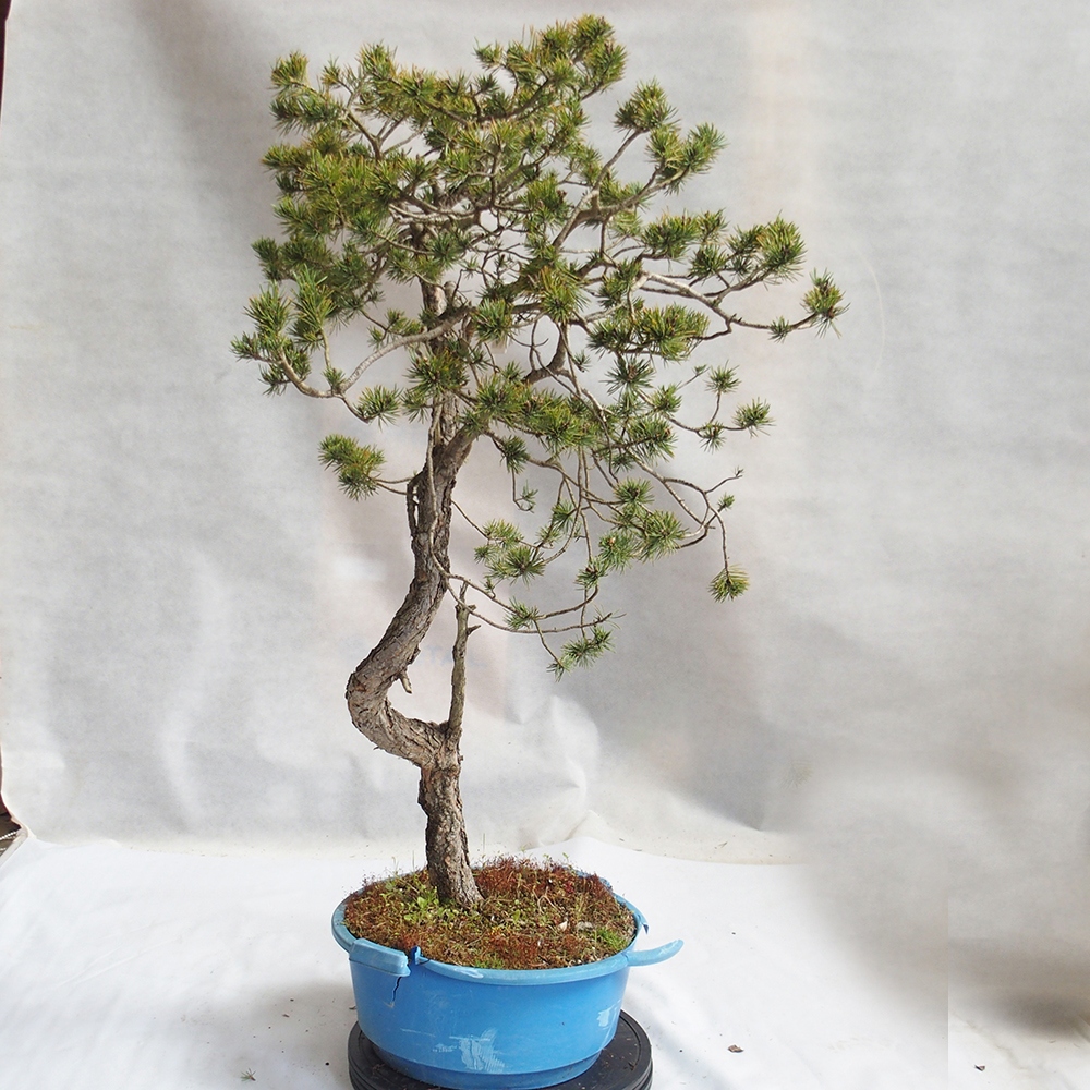 Yamadori - Pinus sylvestris 
