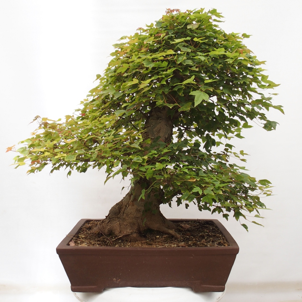 Bonsai im Freien - Ahorn Buergerianum - Burger Maple