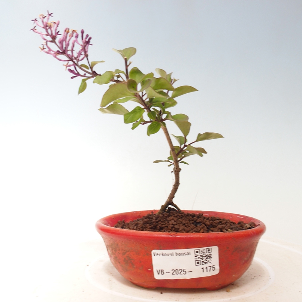 Bonsai im Freien – Syringa Meyeri Palibin – Meyers Flieder