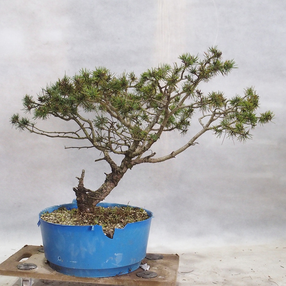 Yamadori - Pinus sylvestris 