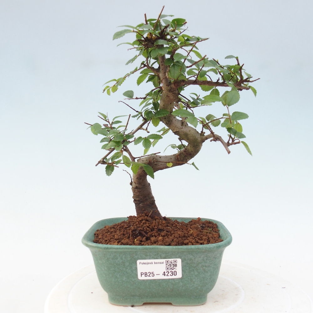 Zimmerbonsai - Ulmus parvifolia - Kleinblättrige Ulme
