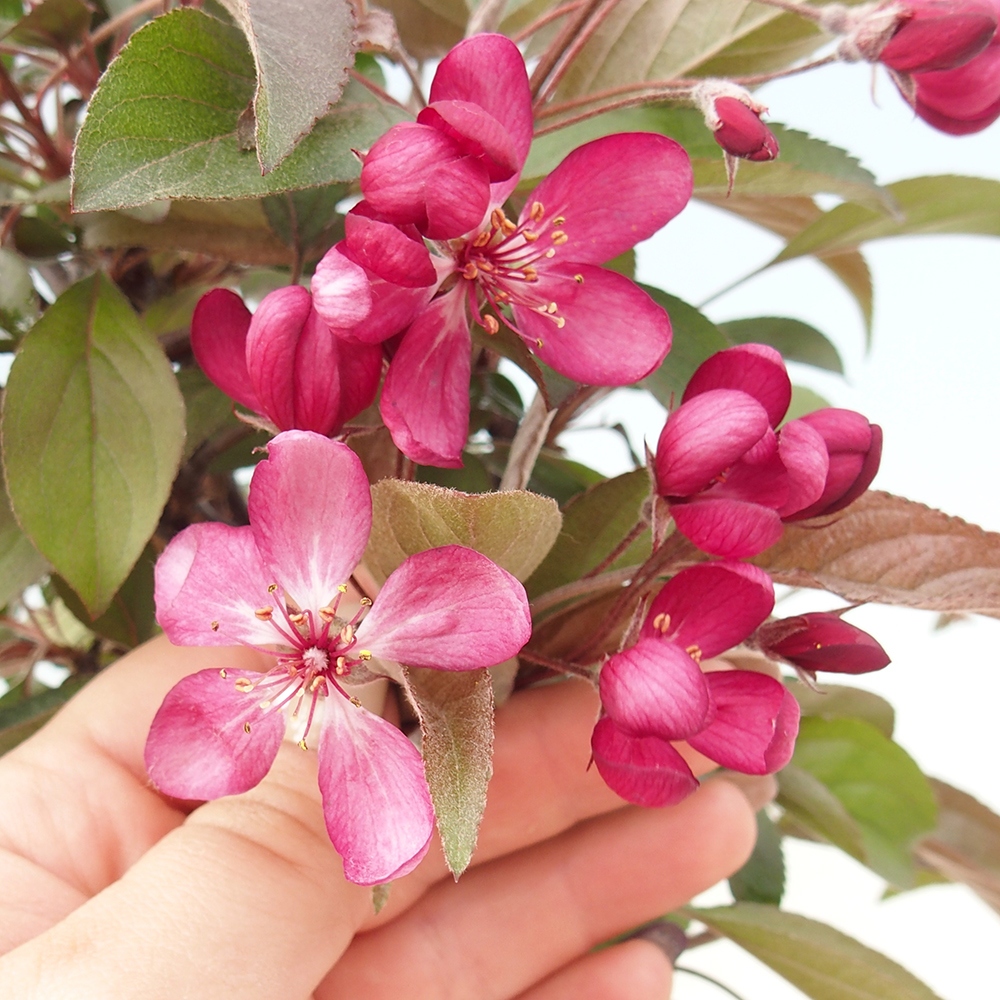 Freilandbonsai - Malus Domestica - Kleinfruchtiger rotblättriger Apfelbaum