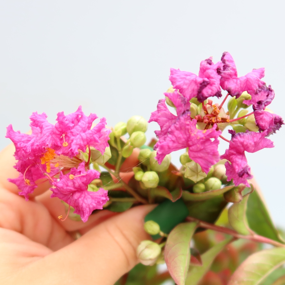 Zimmerbonsai – Lagerstroemia indica – Indischer Flieder