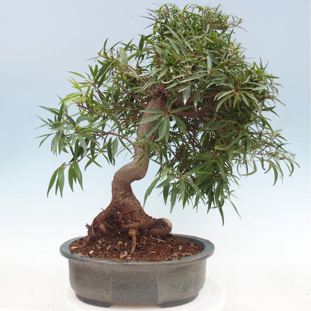 Zimmerbonsai - Ficus nerifolia - Kleinblättriger Ficus