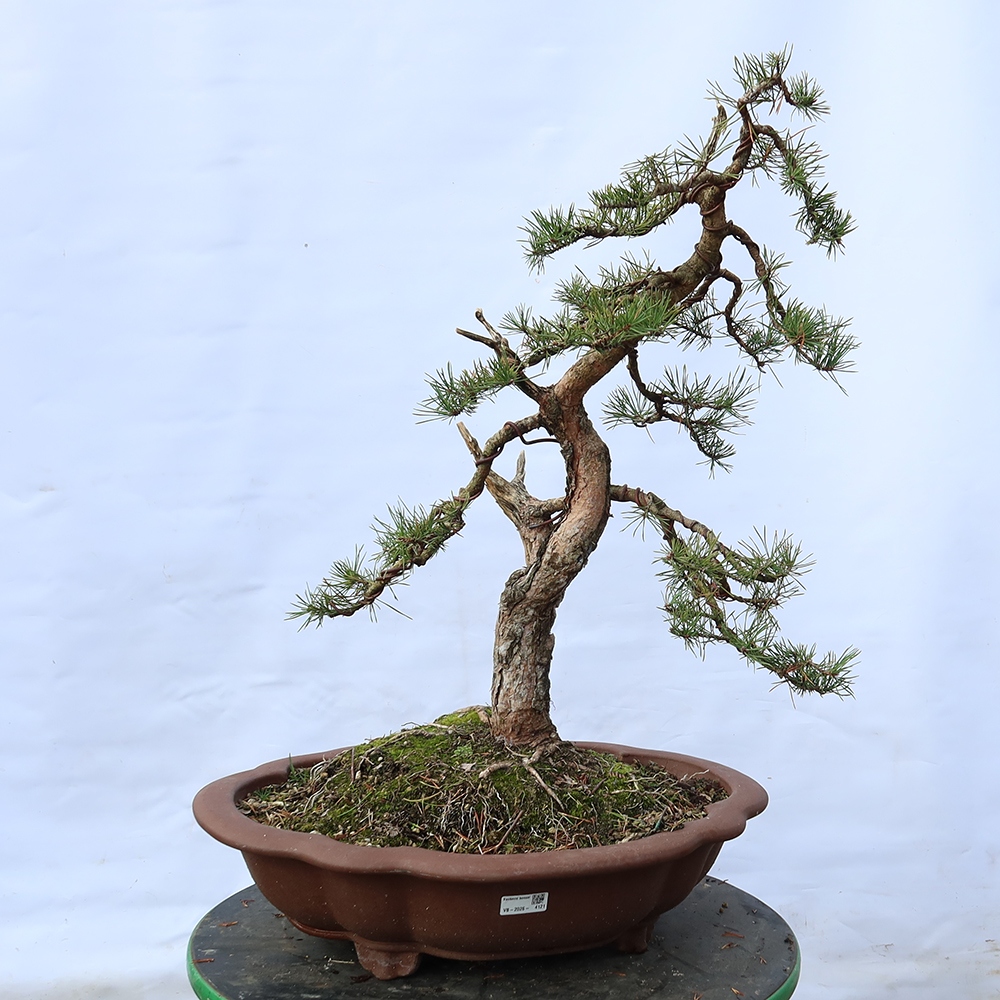 Pinus sylvestris Spanien – Waldkiefer