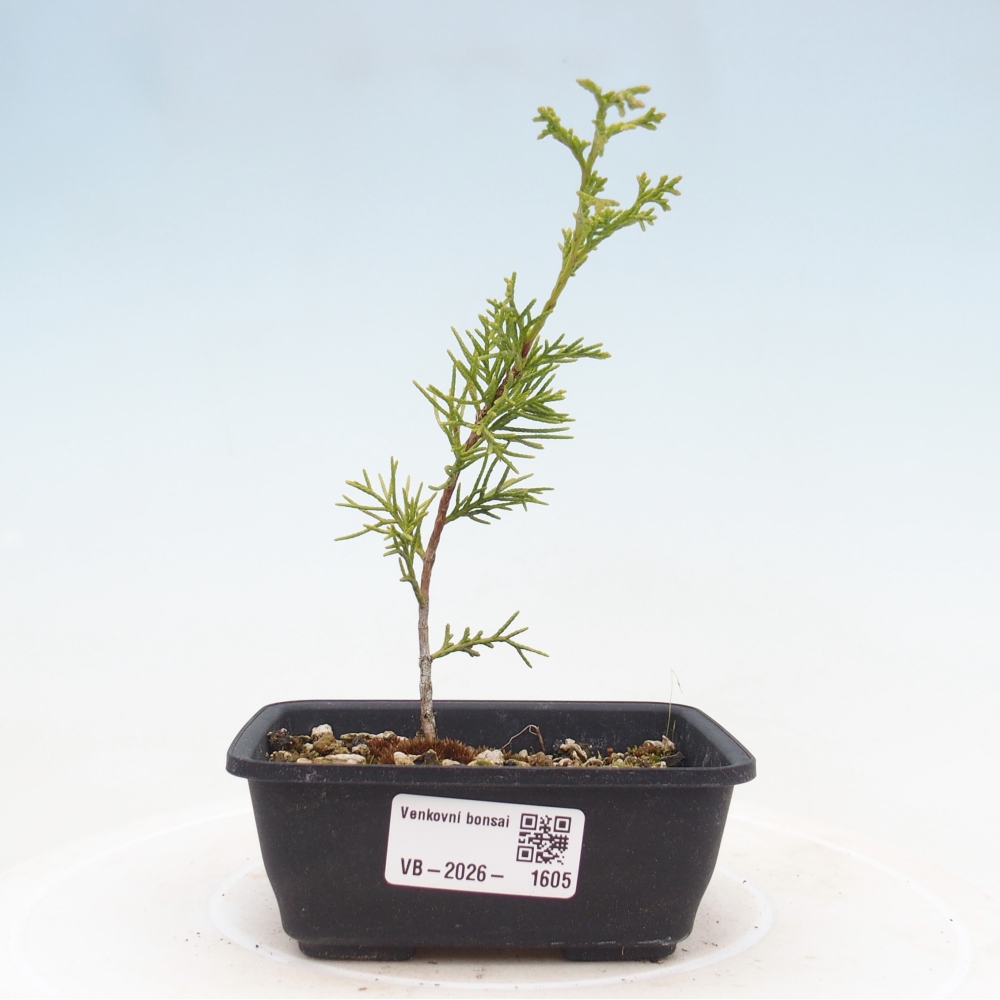 Bonsai für draußen - Juniperus chinensis Itoigawa