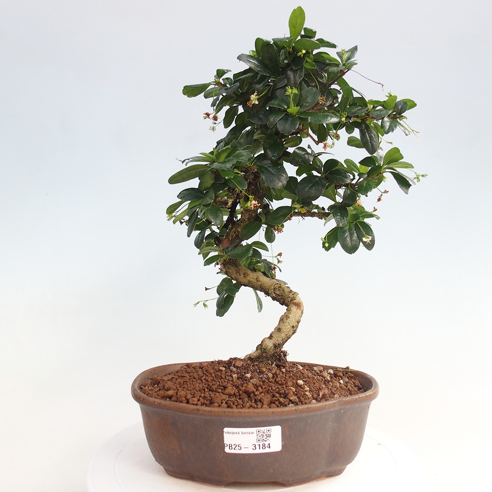 Zimmer Bonsai - Carmona macrophylla - Tea Fuki