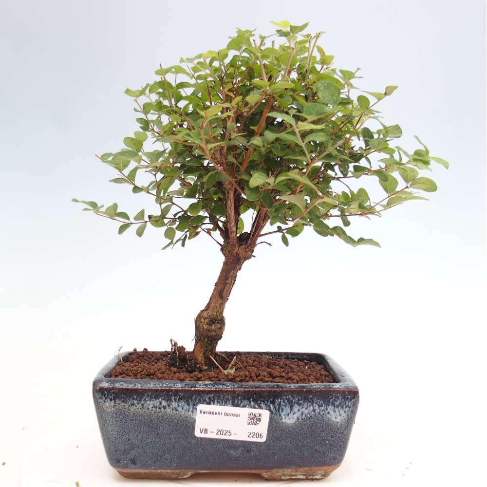Bonsai im Freien - Symphoricarpos d. Mother Pearl  - Gedenkbaum