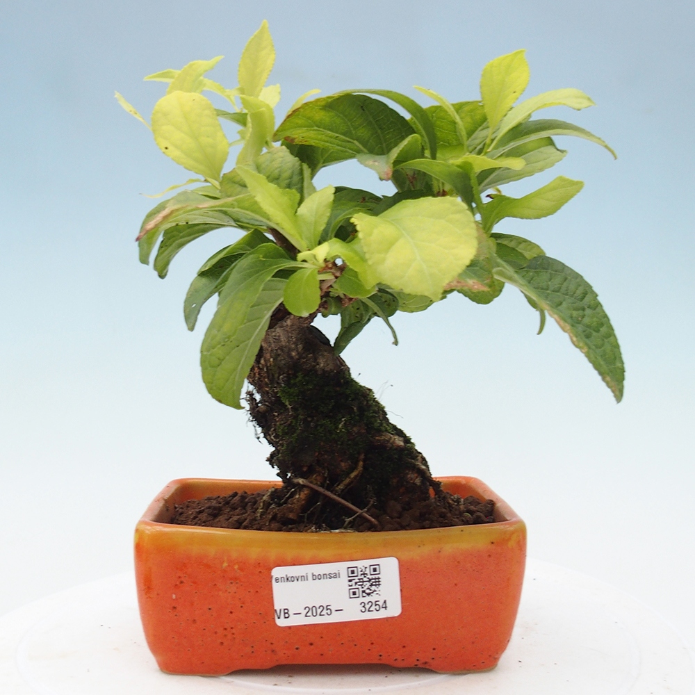 Outdoor-Bonsai - Celastrus Jesenec