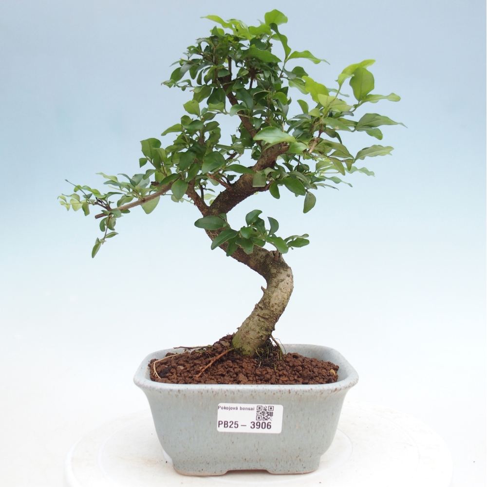 Zimmer Bonsai -Ligustrum chinensis - Vogelschnabel