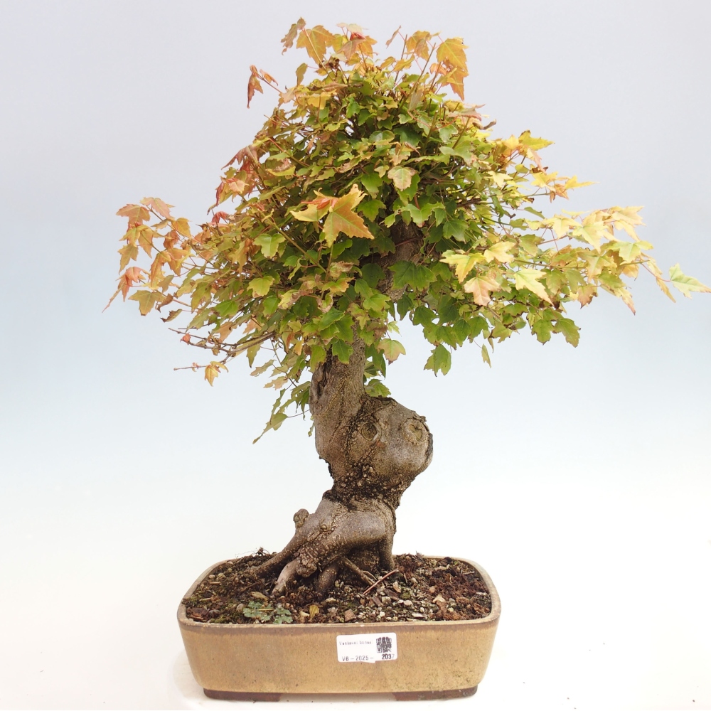 Bonsai im Freien - Ahorn Buergerianum - Burger Maple