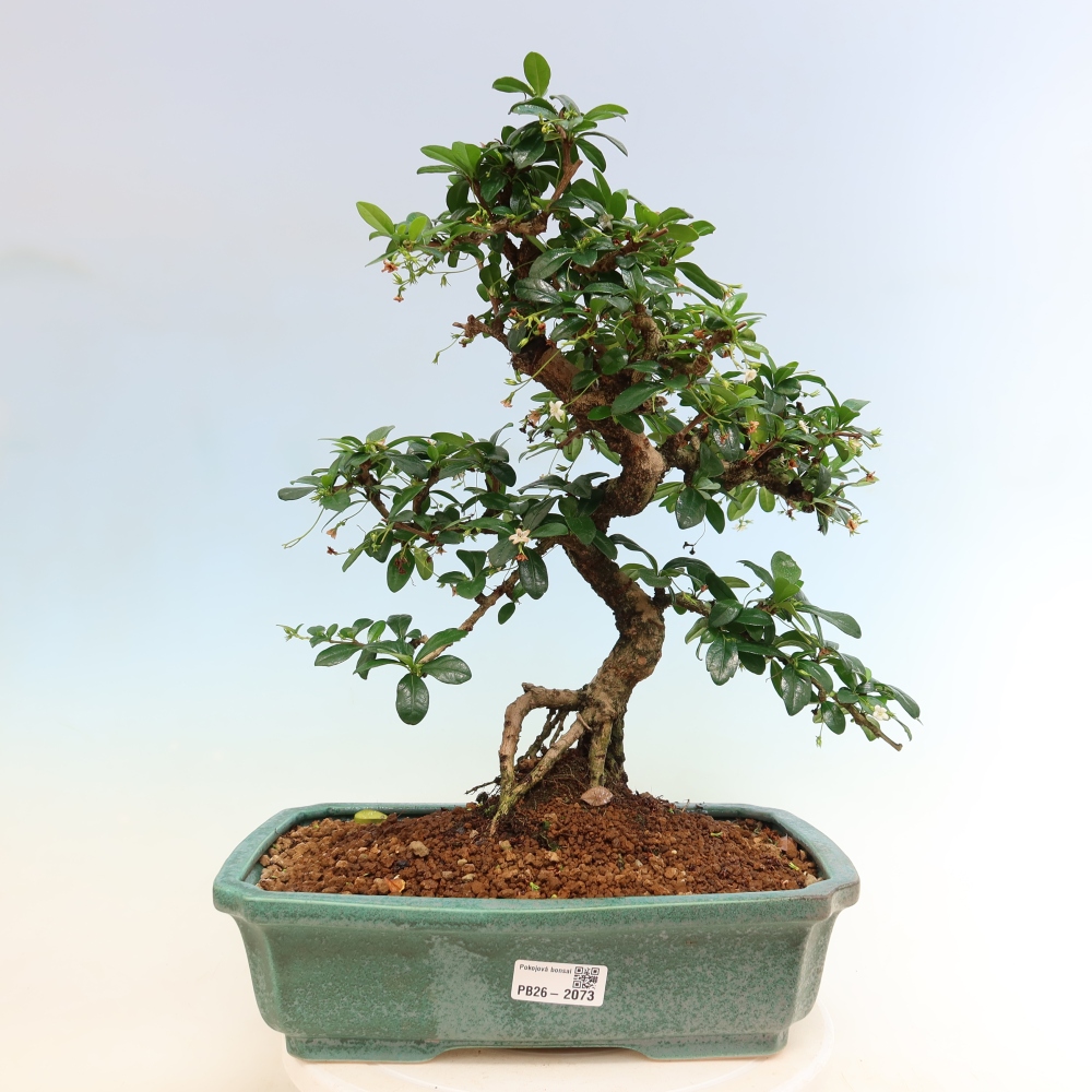 Zimmer-Bonsai - Carmona macrophylla - Tee-Fuki