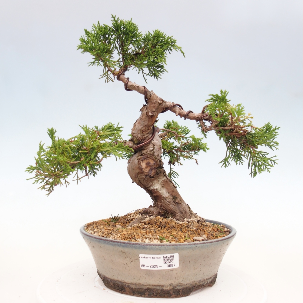 Outdoor bonsai - Juniperus chinensis Itoigawa - Chinese juniper