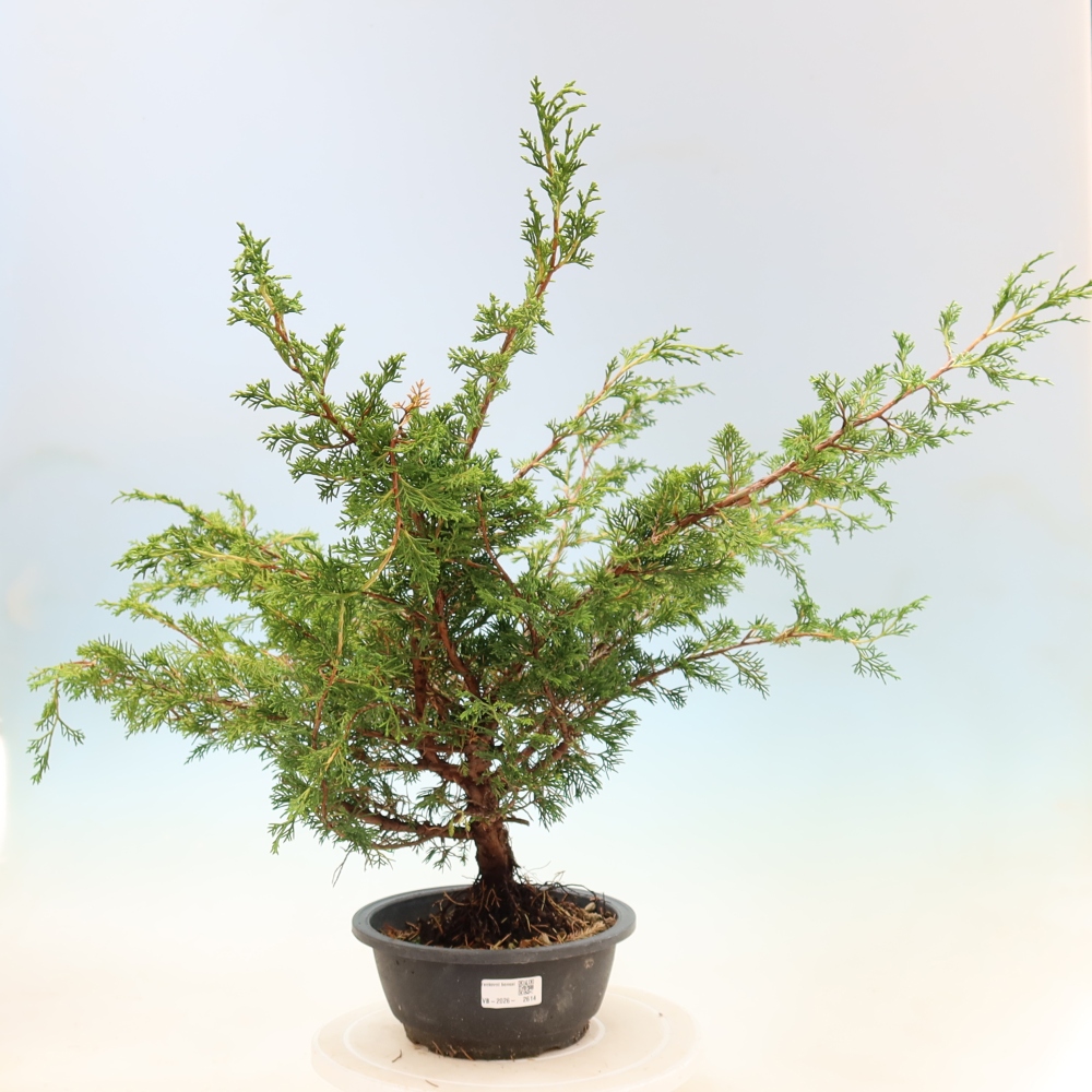 Bonsai für draußen - Juniperus chinensis Itoigawa