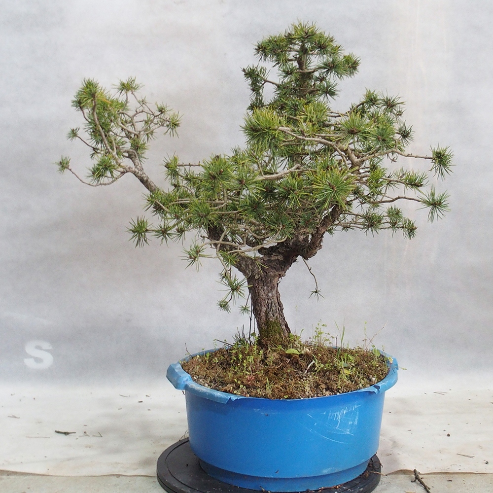 Yamadori - Pinus sylvestris 