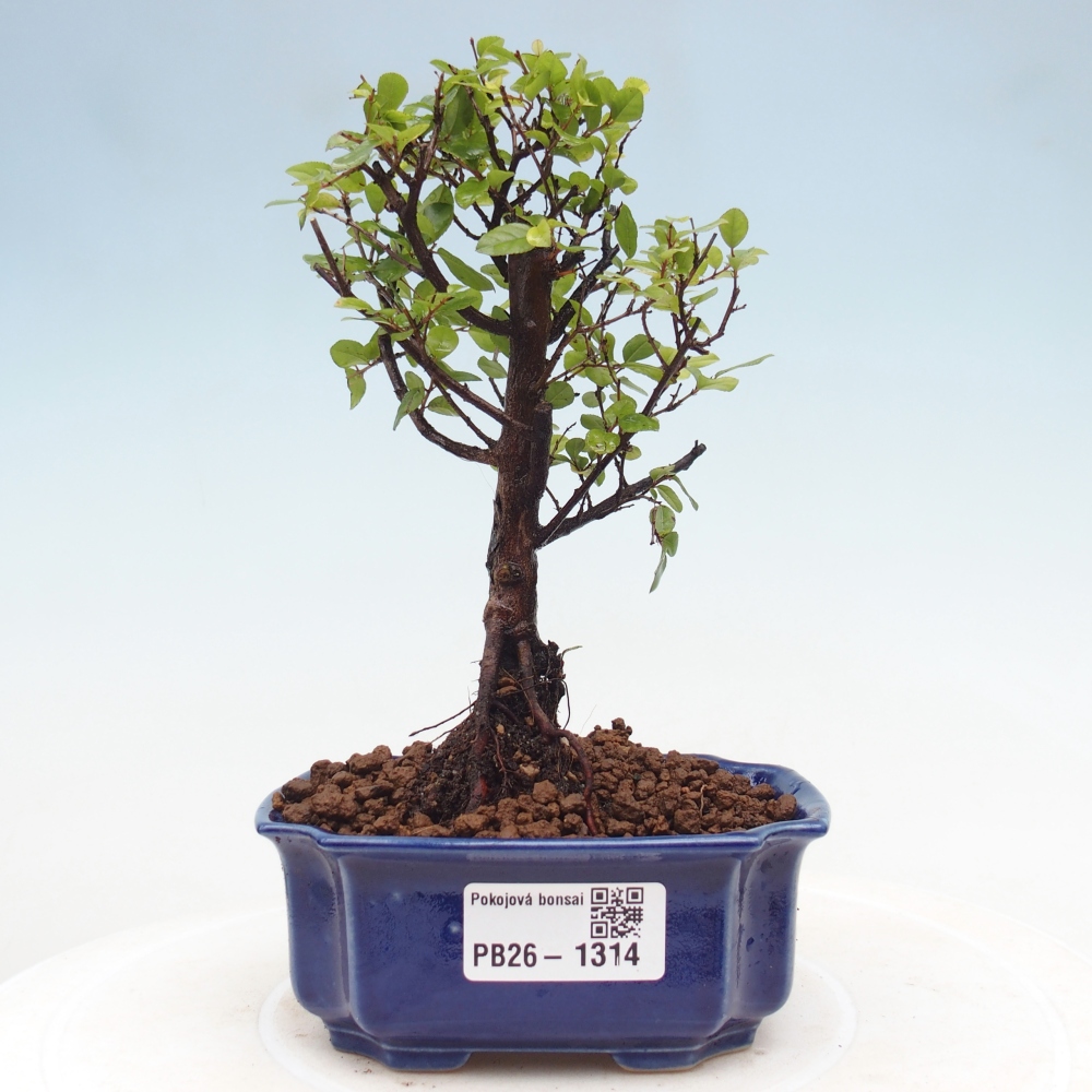 Innenbonsai - Sagerécie Thea - Sagerécie Thea
