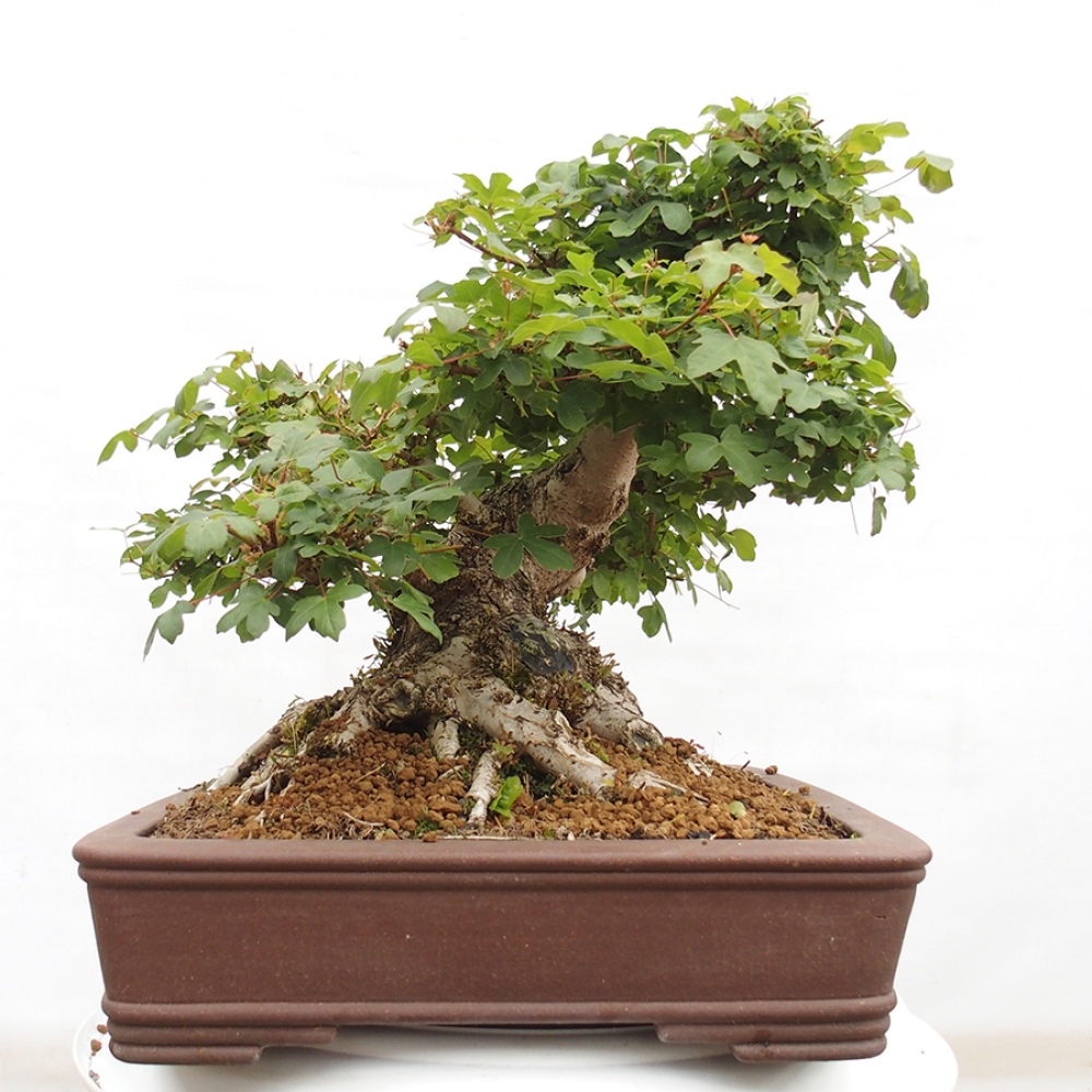 Bonsai im Freien - Französischer Ahorn - Acer Nonspessulanum