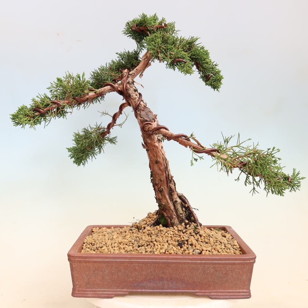 Bonsai für draußen - Juniperus chinensis Kishu