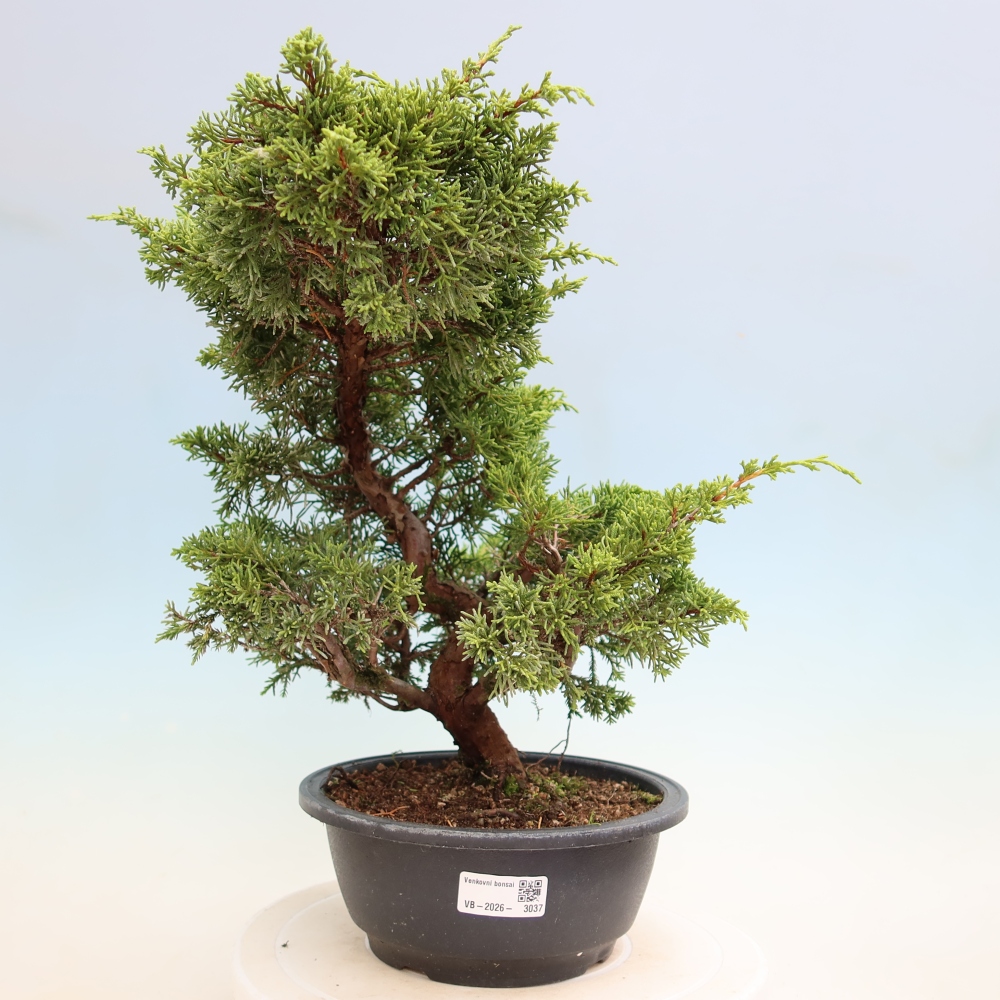 Bonsai für draußen - Juniperus chinensis Itoigawa-Juniperus chinensis