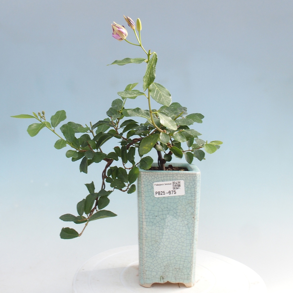 Zimmerbonsai - Grewia occidentalis - Lavendelstern