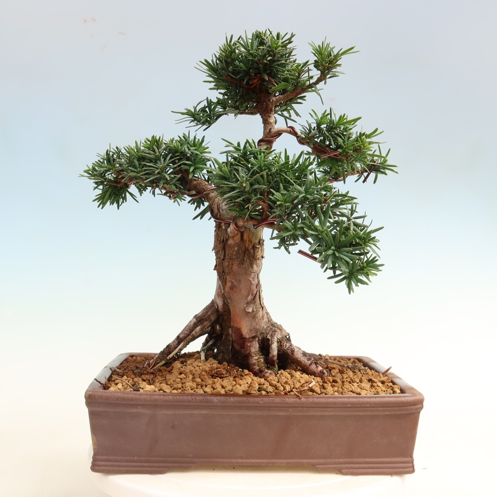 Bonsai für draußen - Taxus cuspidata - Japanische Eibe