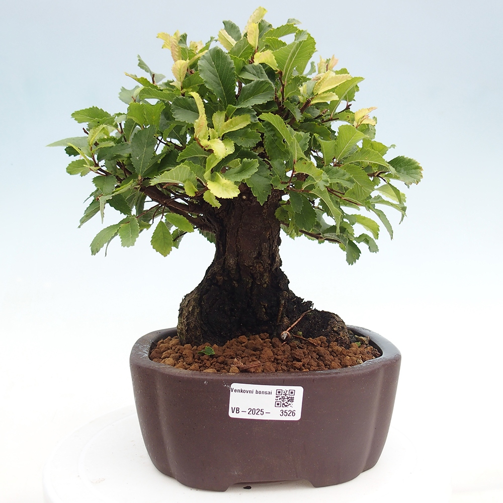 Bonsai im Freien - Zelkova - Zelkova serrata