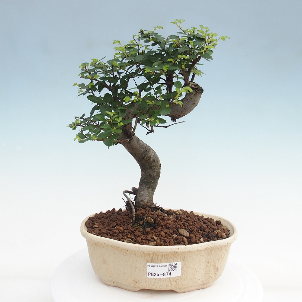 Zimmerbonsai - Ulmus parvifolia - Kleinblättrige Ulme