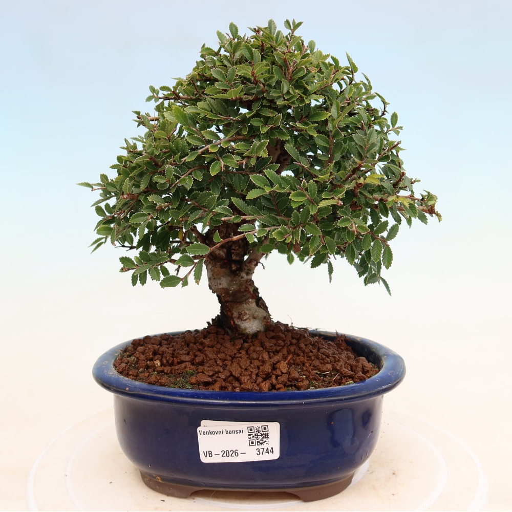 Bonsai für draußen - Zelkova - Zelkova NIRE