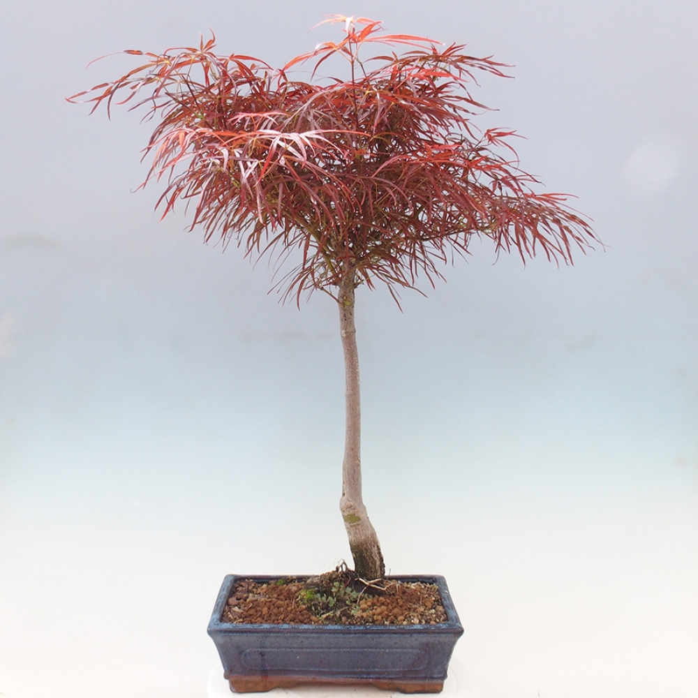 Bonsai im Freien - Acer palmatum RED PYGMY