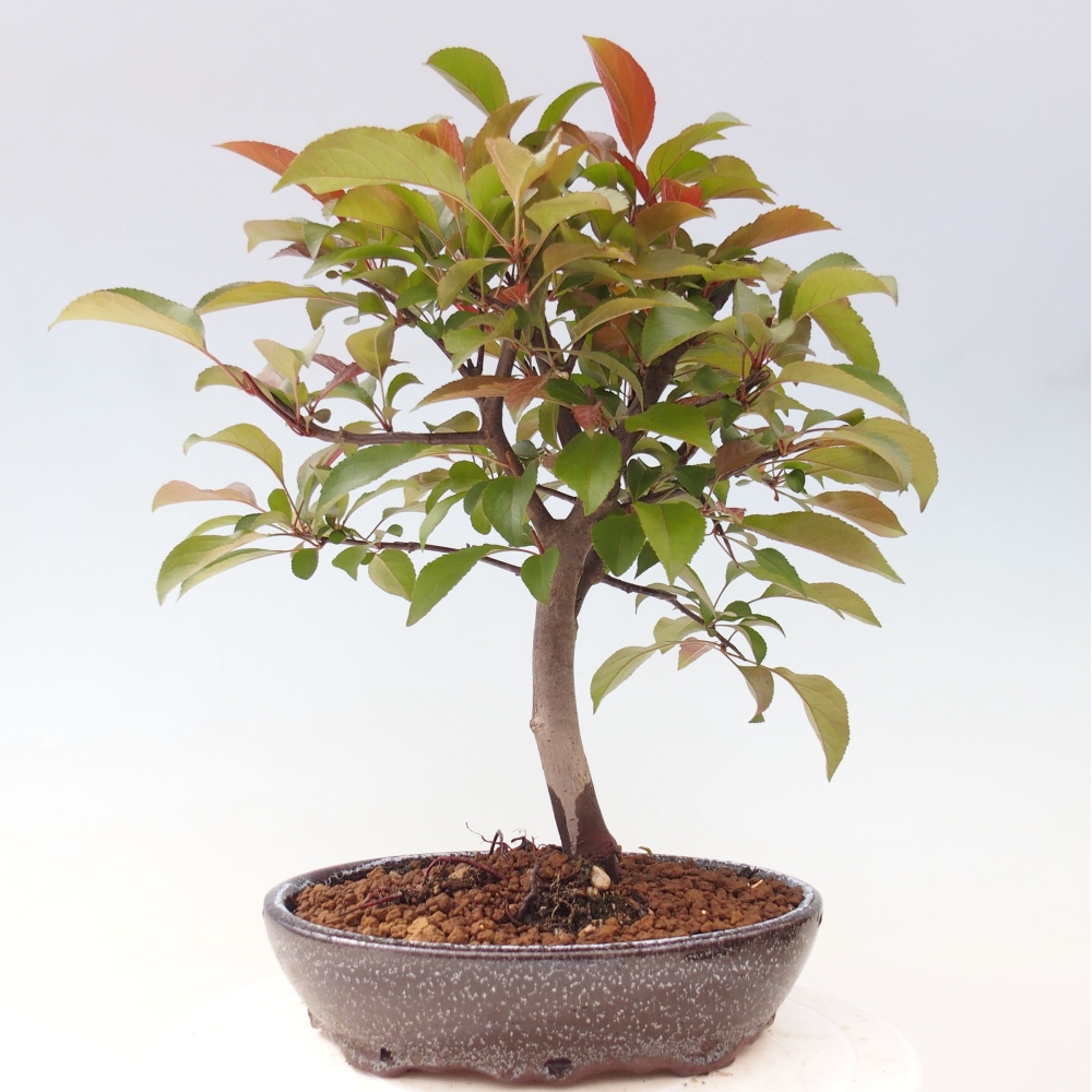 Freilandbonsai - Malus Domestica - Kleinfruchtiger rotblättriger Apfelbaum