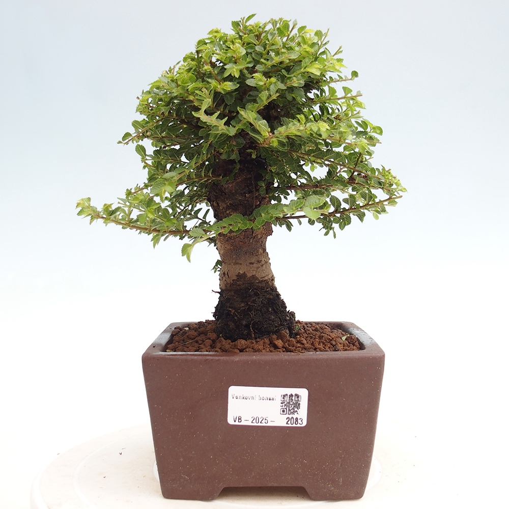 Bonsai im Freien - Ulmus parvifolia Hokkaido - Chinesische Ulme