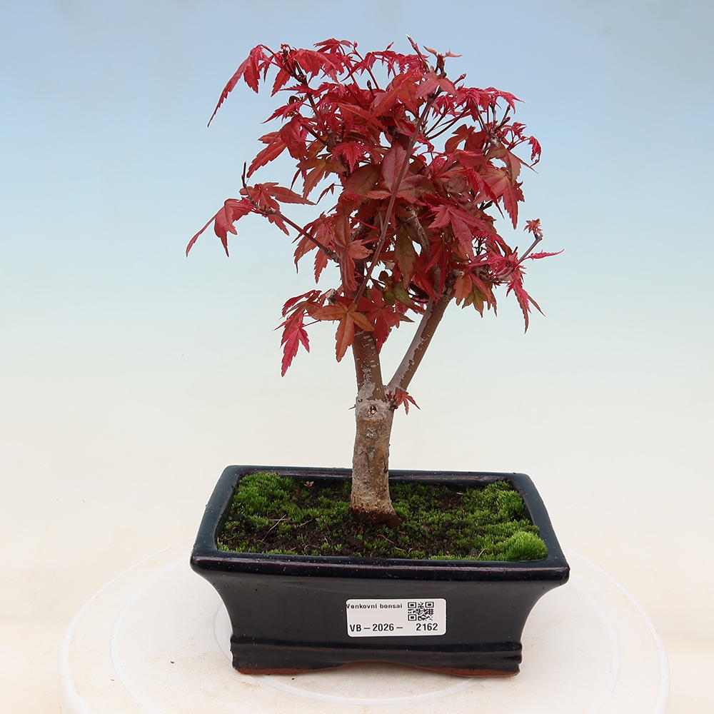 Bonsai für draußen - Acer palmatum DESHOJO
