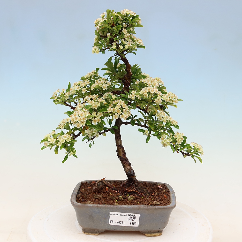 Bonsai für den Außenbereich – Pyracantha teton – Feuerdorn