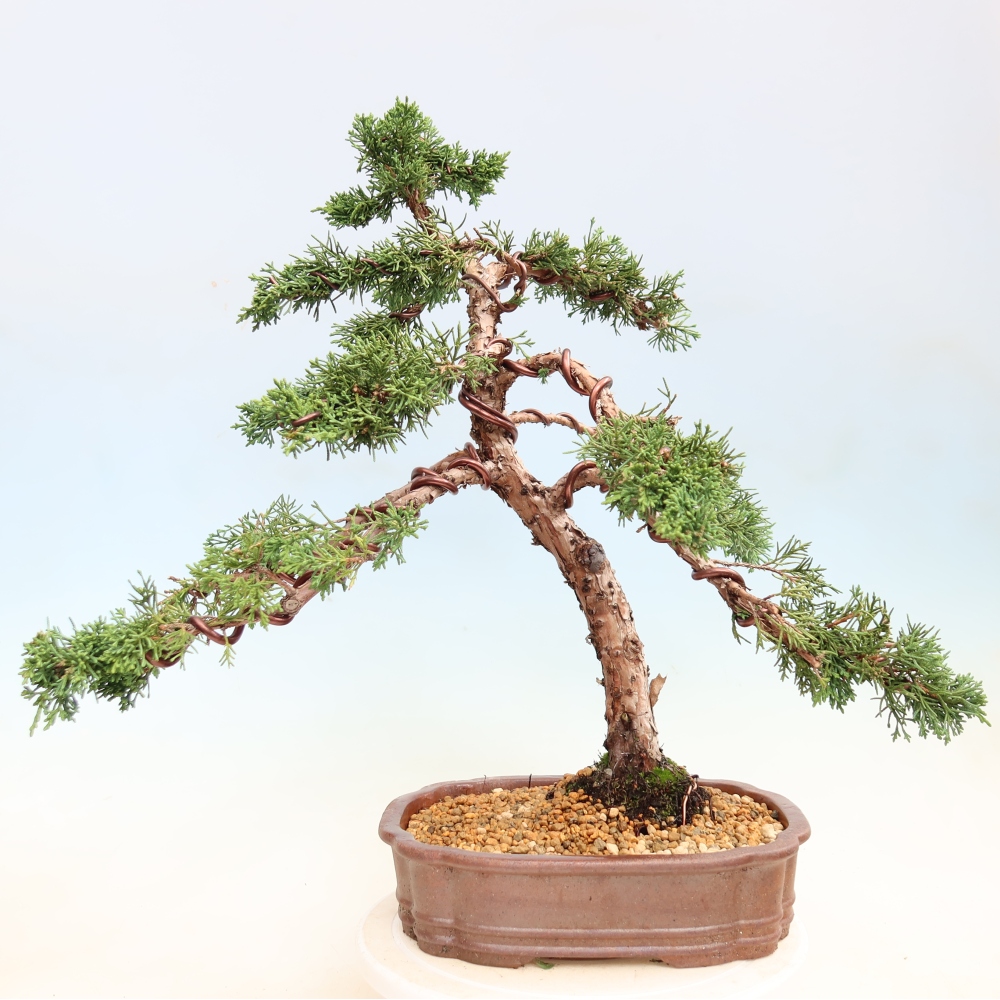Bonsai für draußen - Juniperus chinensis Kishu