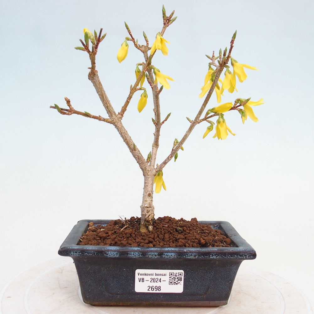 Bonsai im Freien - Forsythie - Forsythia intermedia 