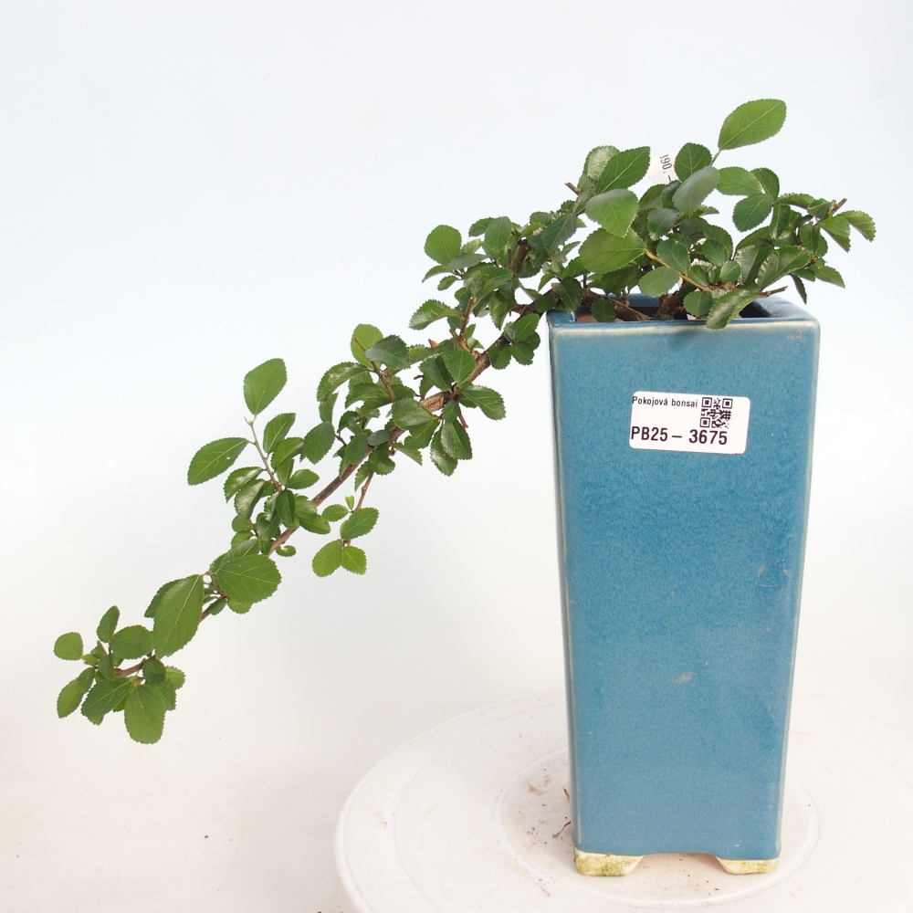 Zimmerbonsai - Grewia occidentalis - Lavendel Seestern