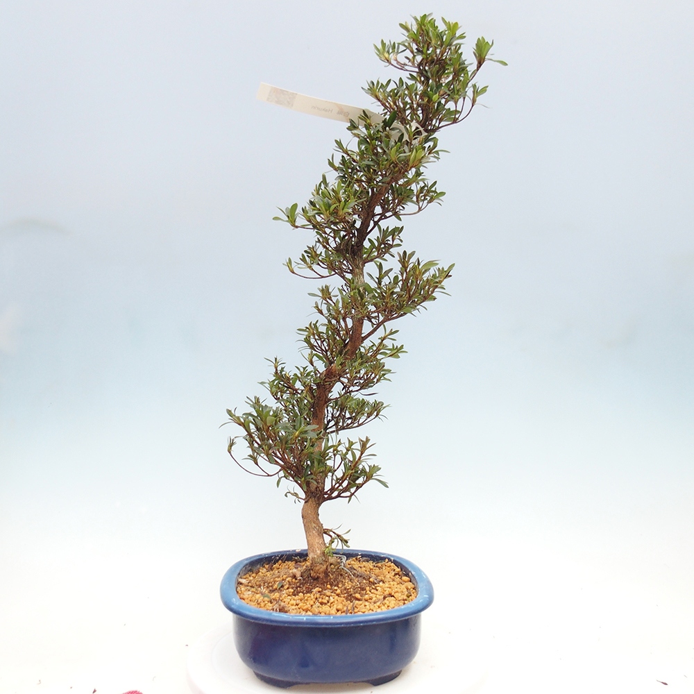 Bonsai für draußen - Japanische Azalee - Azalea Hakurin