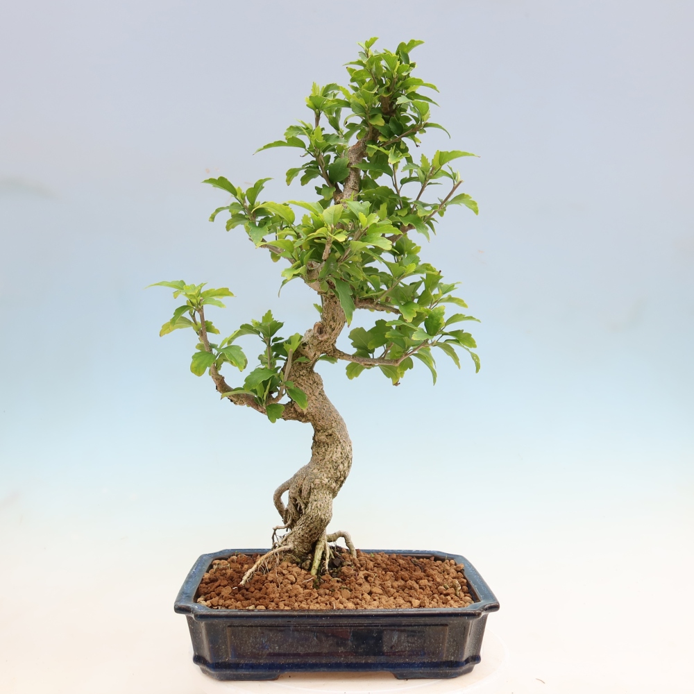 Bonsai für den Außenbereich – Hibiscus syriacus – Syrischer Hibiskus