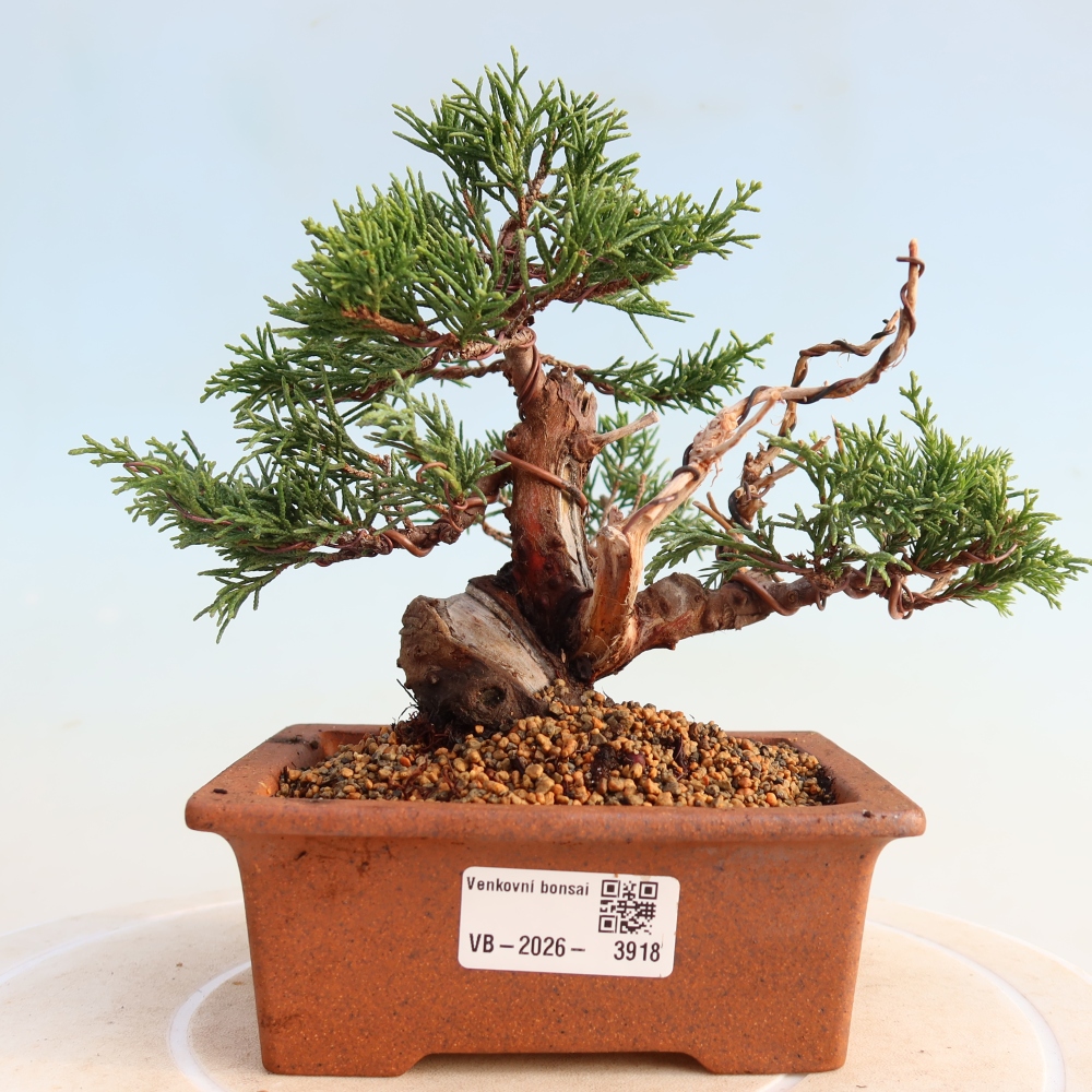 Outdoor bonsai - Juniperus chinensis Itoigawa - Chinese juniper