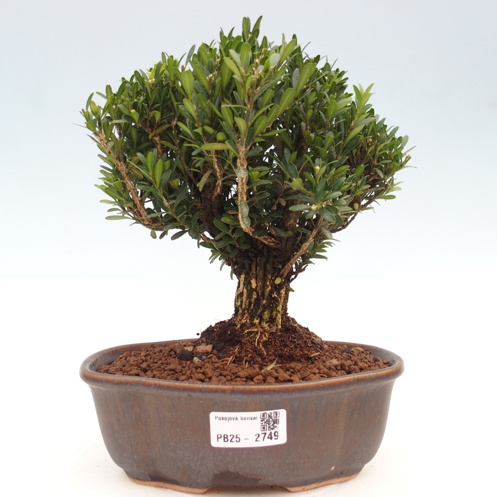 Innenbonsai - Buxus harlandii - Korkbuchsbaum