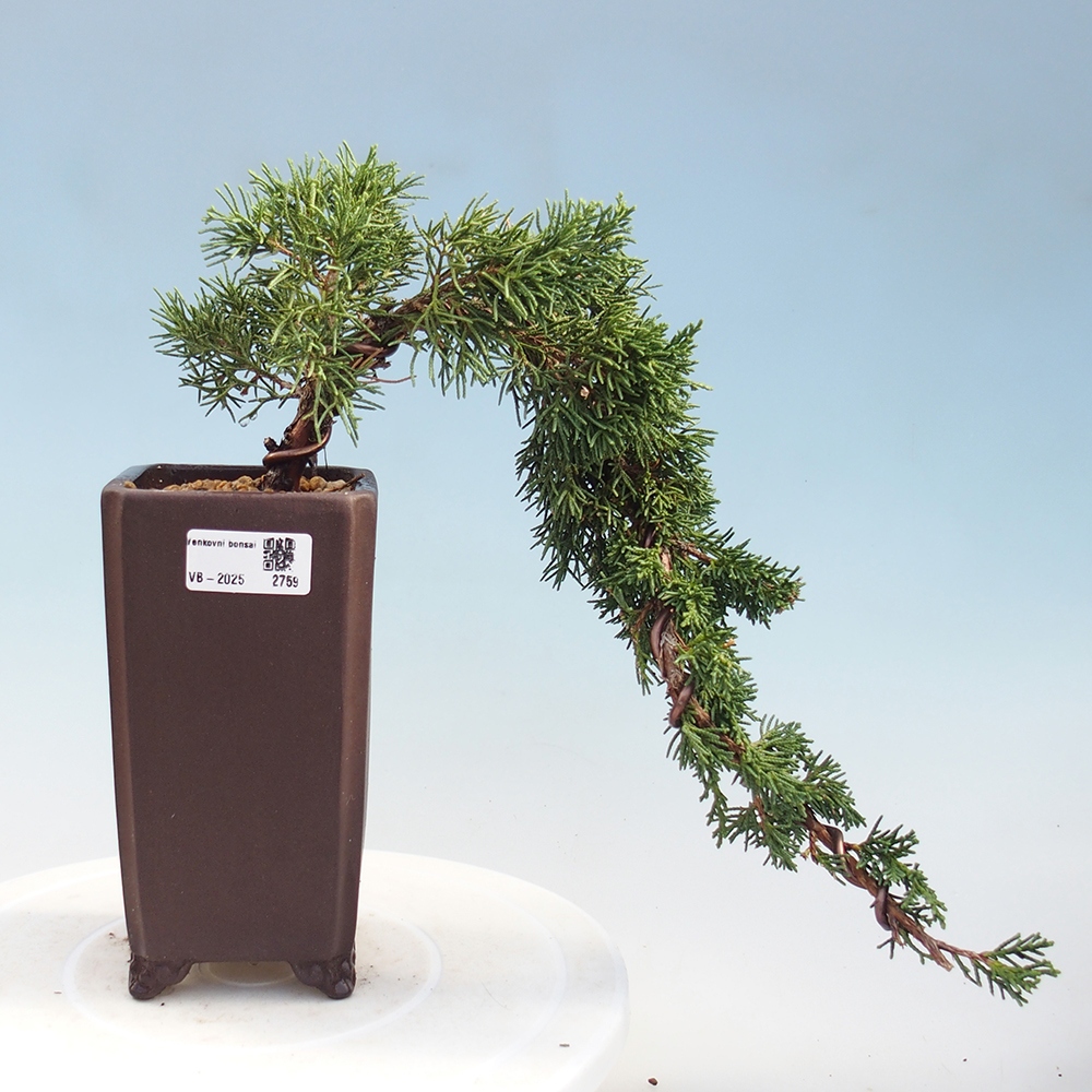 Bonsai im Freien - Juniperus chinensis Kishu - Chinesischer Wacholder