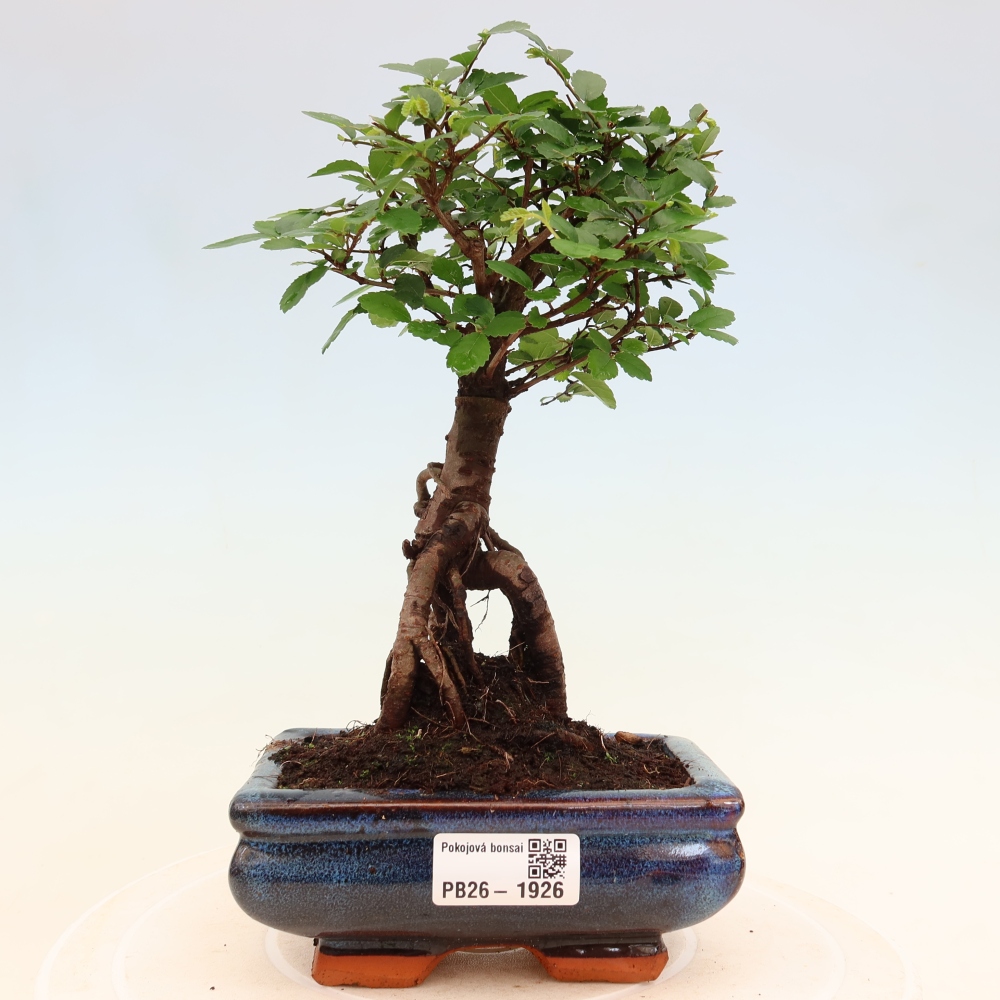 Zimmerbonsai - Ulmus parvifolia - Kleinblättrige Ulme
