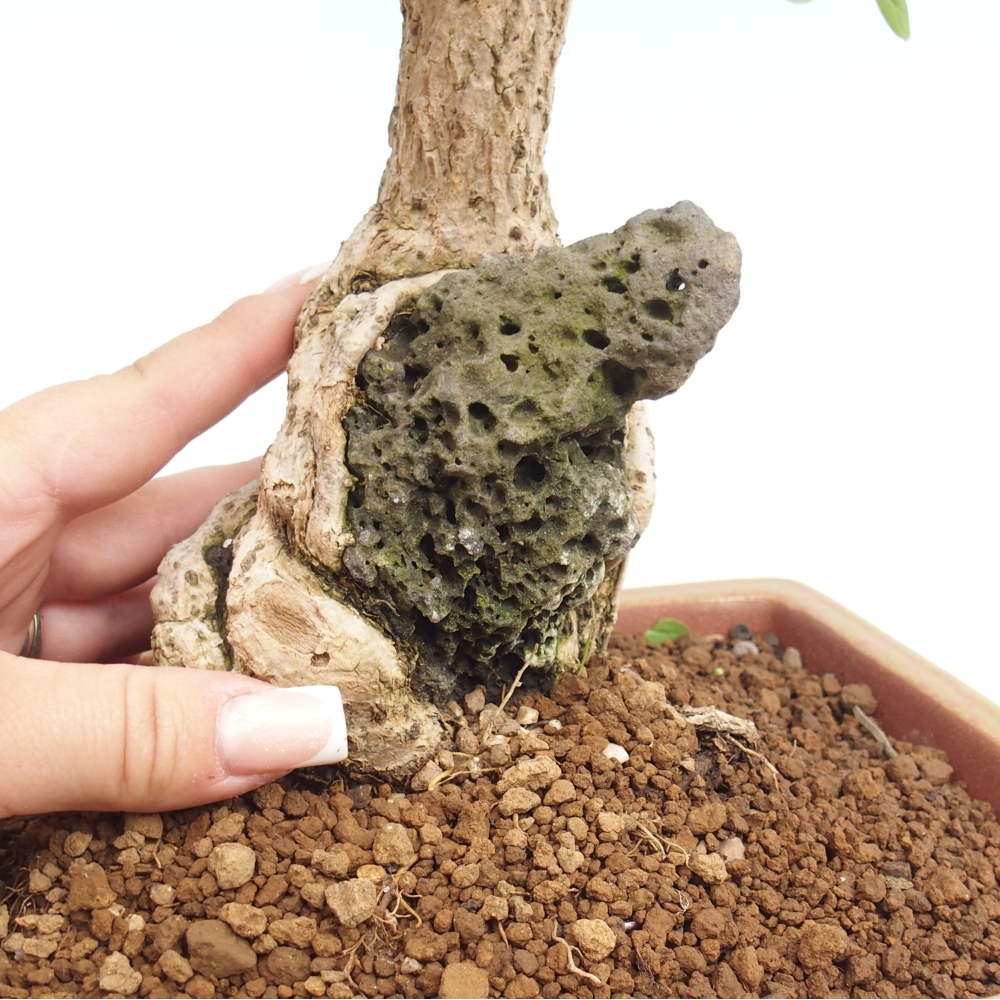 Bonsai für draußen - Berberis coreana