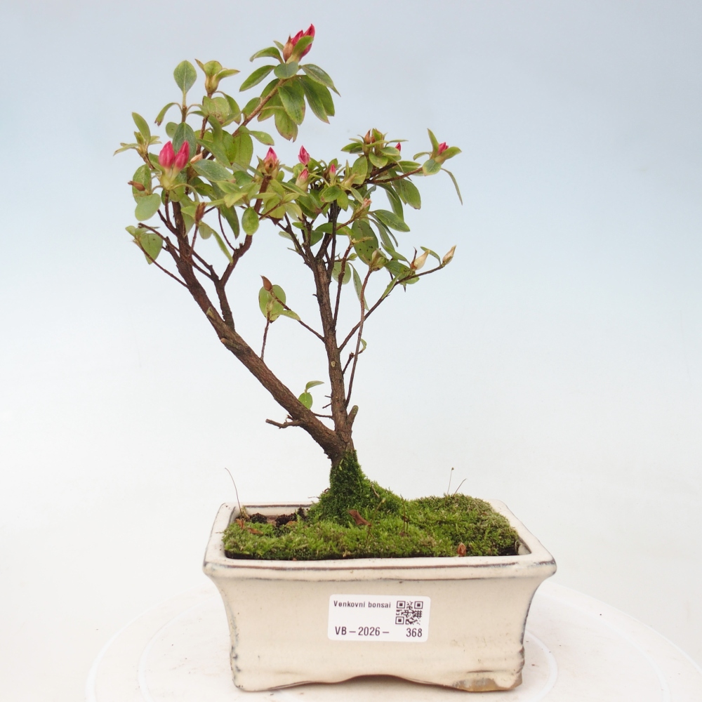 Bonsai für draußen - Japanische Azalee - Azalea sp.