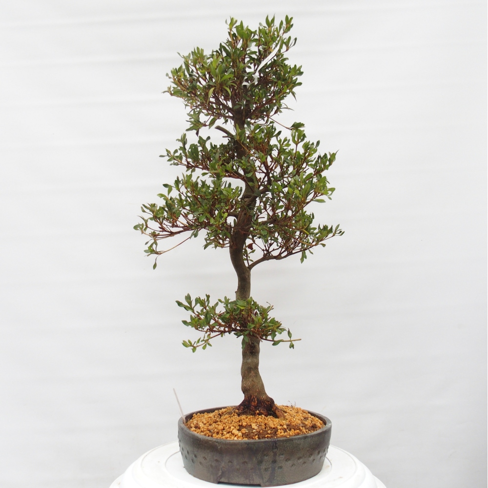 Bonsai für draußen - Japanische Azalee - Azalee CHIHIRO