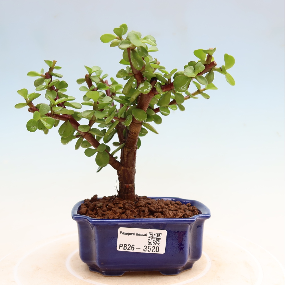 Zimmer Bonsai - Portulakaria Afra - Tlustice