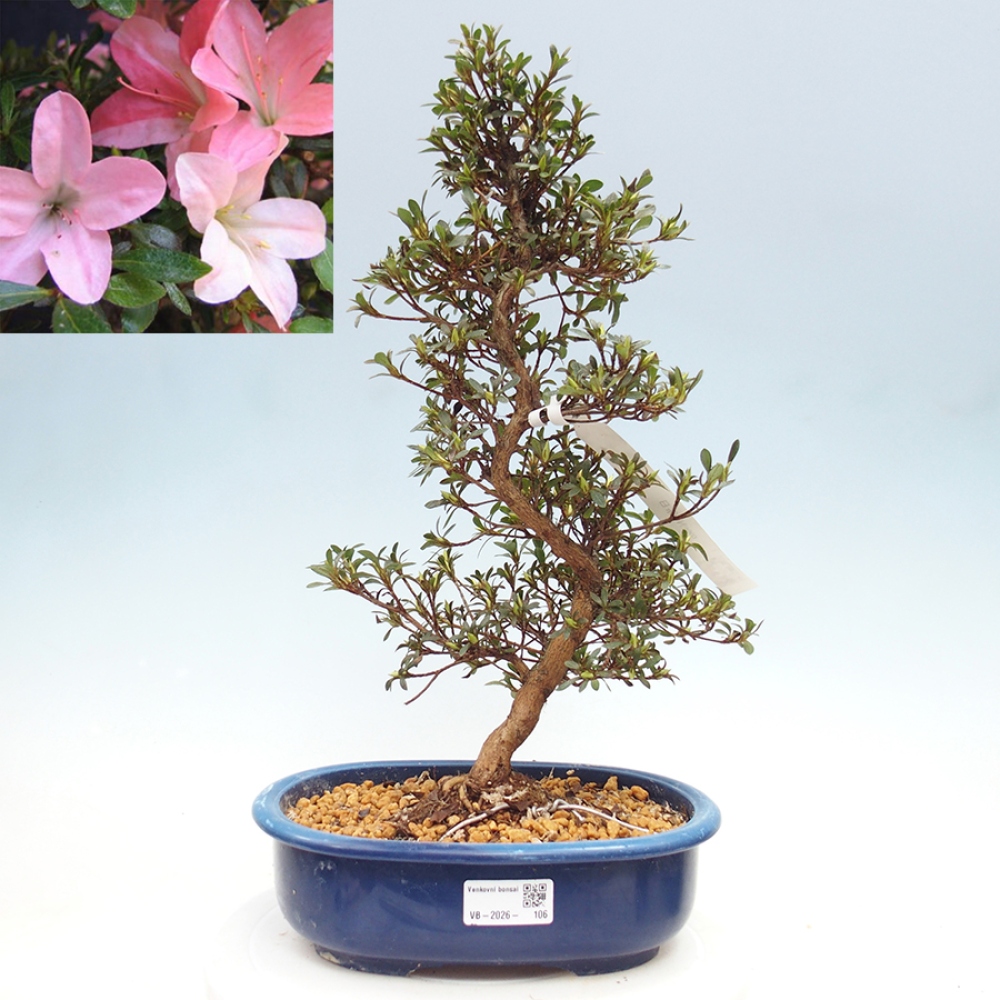 Bonsai für draußen - Japanische Azalee - Azalea Nikko