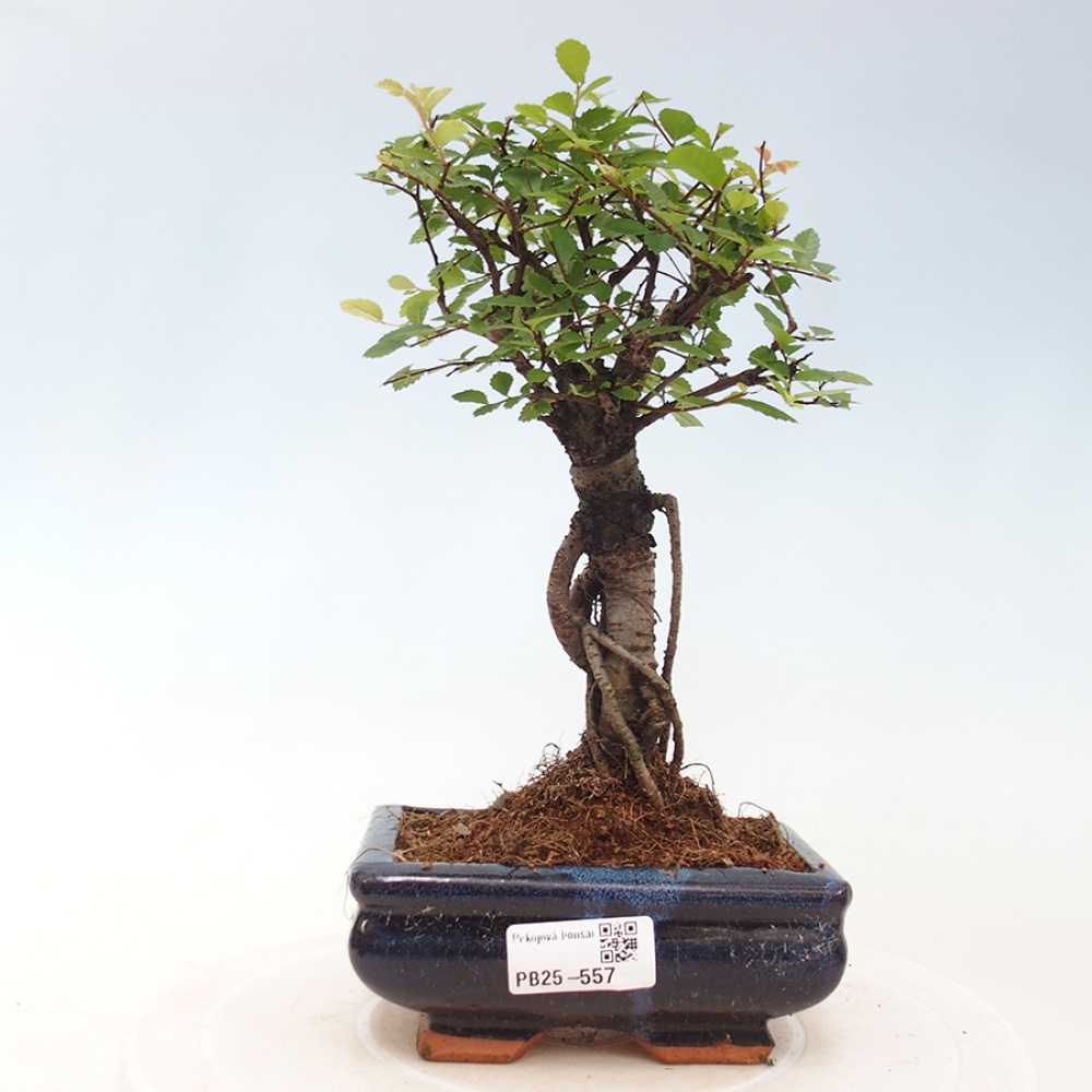 Zimmerbonsai - Ulmus parvifolia - Kleinblättrige Ulme