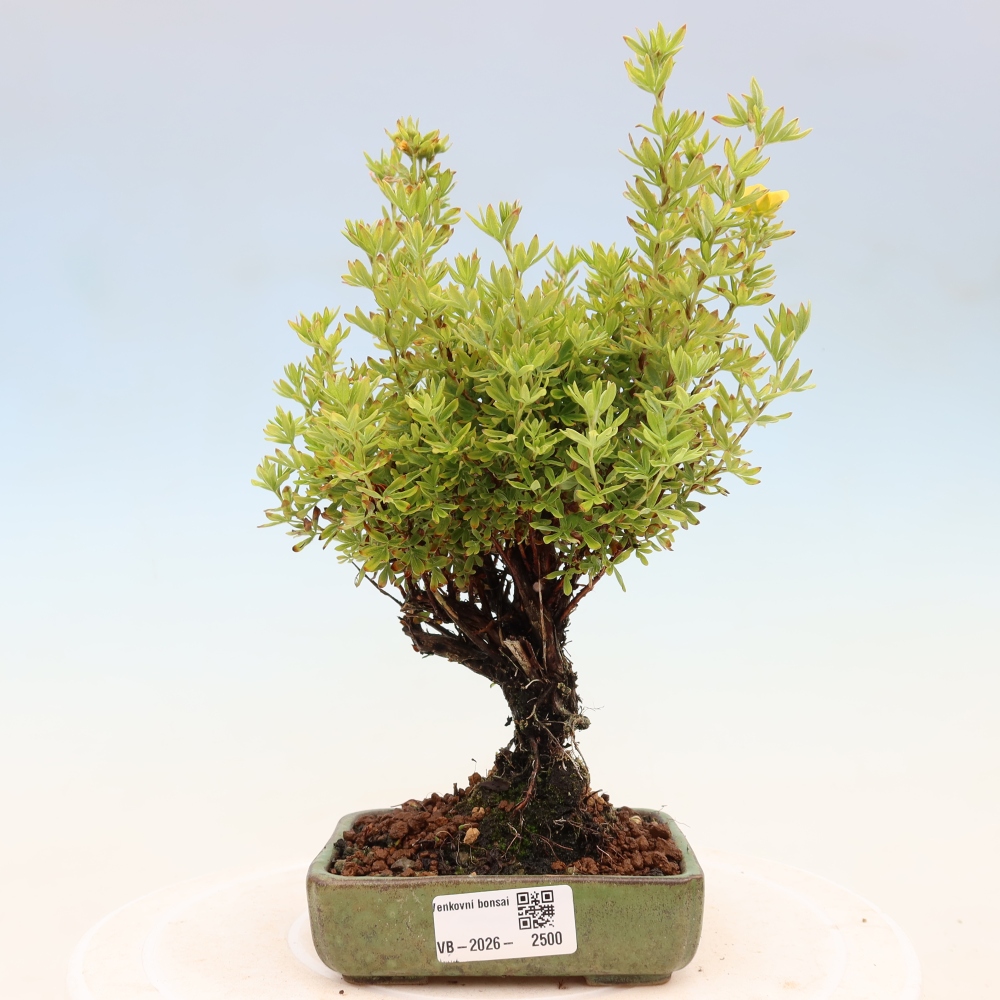 Bonsai für draußen - Potentila fruticosa